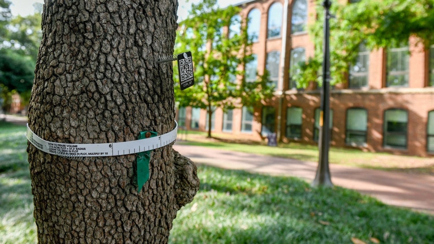 一棵标有标签的树是公民科学项目的一部分。