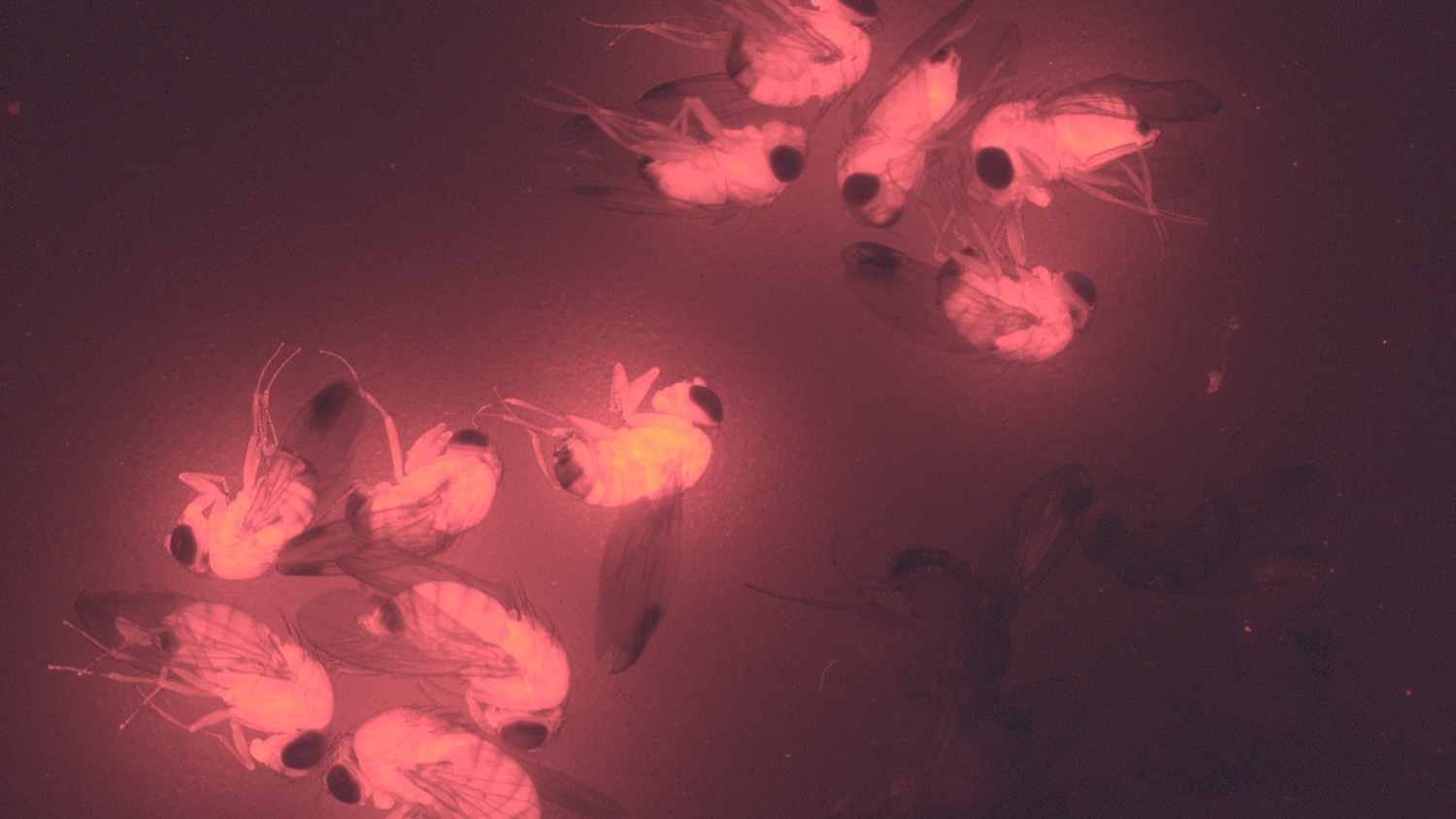 带有荧光红色蛋白质的果蝇会发出红色的光。