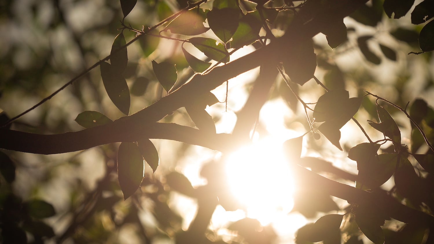 太阳偷看在北卡罗来纳州法院的一棵树的叶子。
