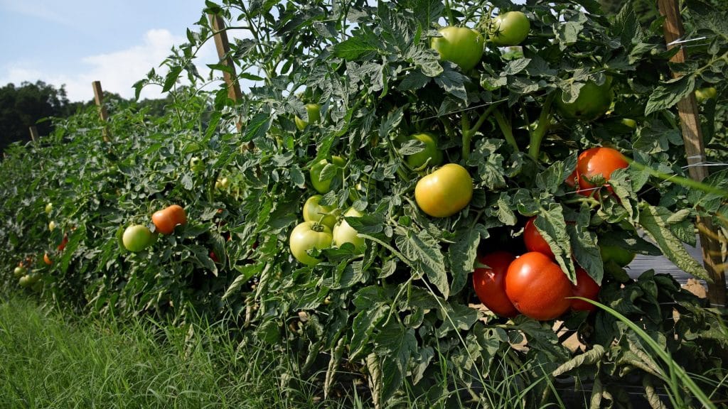 亨德森县山地园艺研究和推广中心的葡萄藤上的番茄。