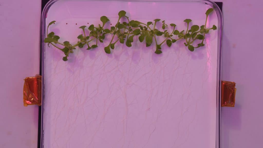 在红灯下，绿色植物在肯尼迪航天中心的素食生长室的一个容器中生长。