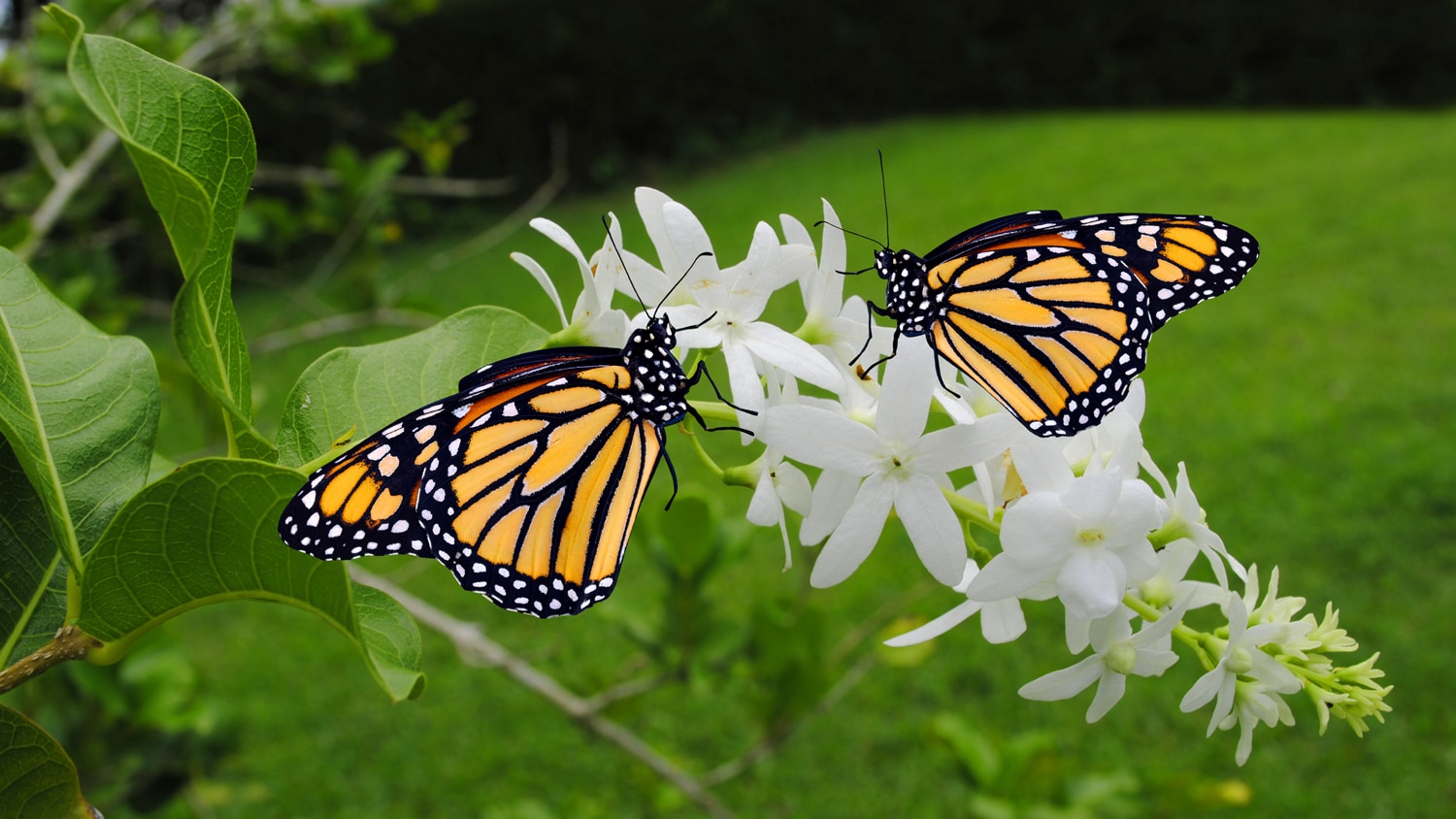白花上的两只帝王蝶