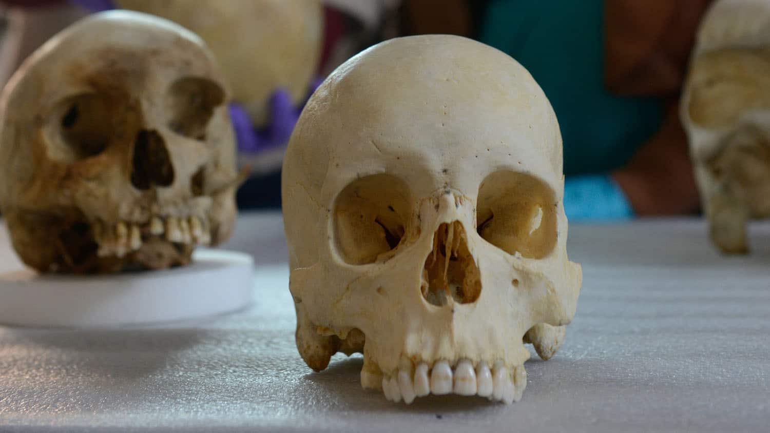 法医人类学家安·罗斯研究实验室的桌子上放着两个头骨