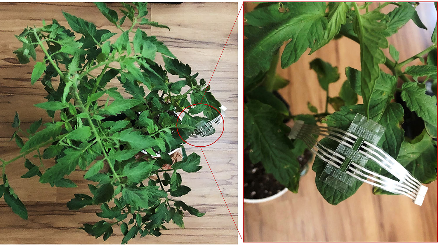 一种叶子上有电子贴片的番茄植物。