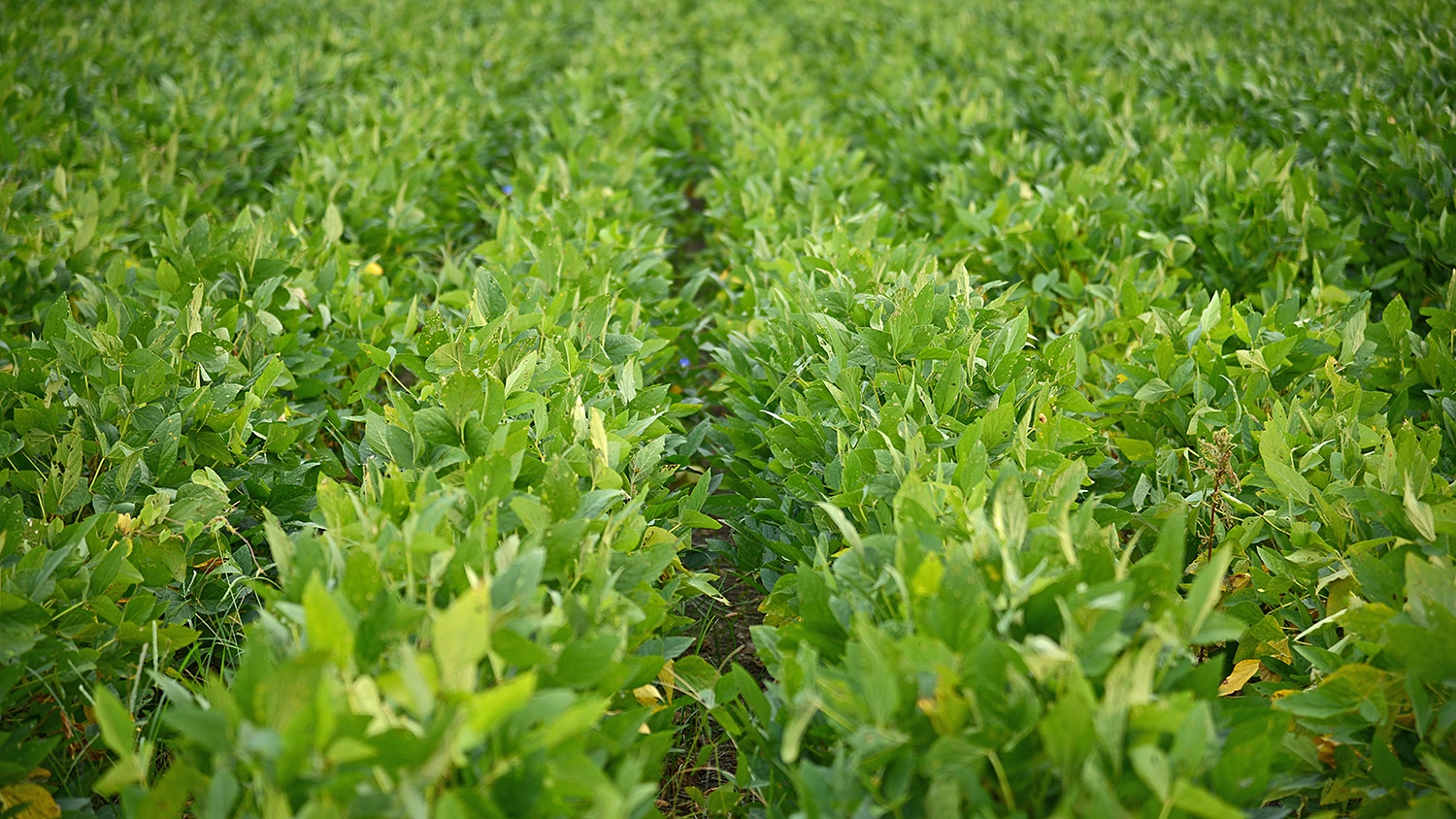 田野的大豆植物。