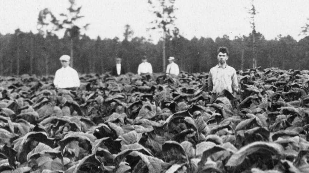 这是一张黑白照片，大约1916年，五名男子站在一片庄稼地里。