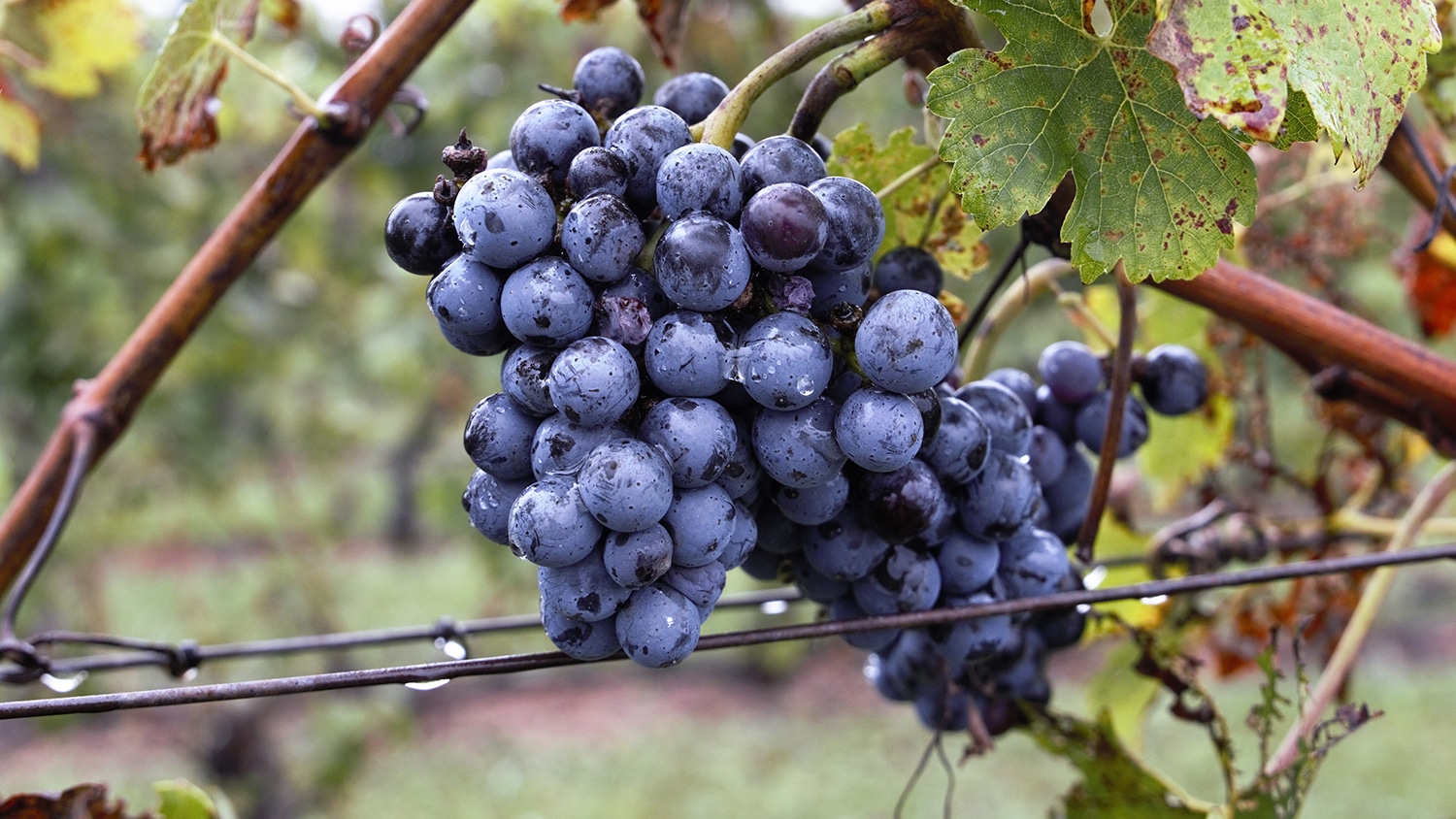 在藤上未收获的葡萄。