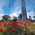 阳光明媚的日子里，红色的罂粟花环绕着钟楼。