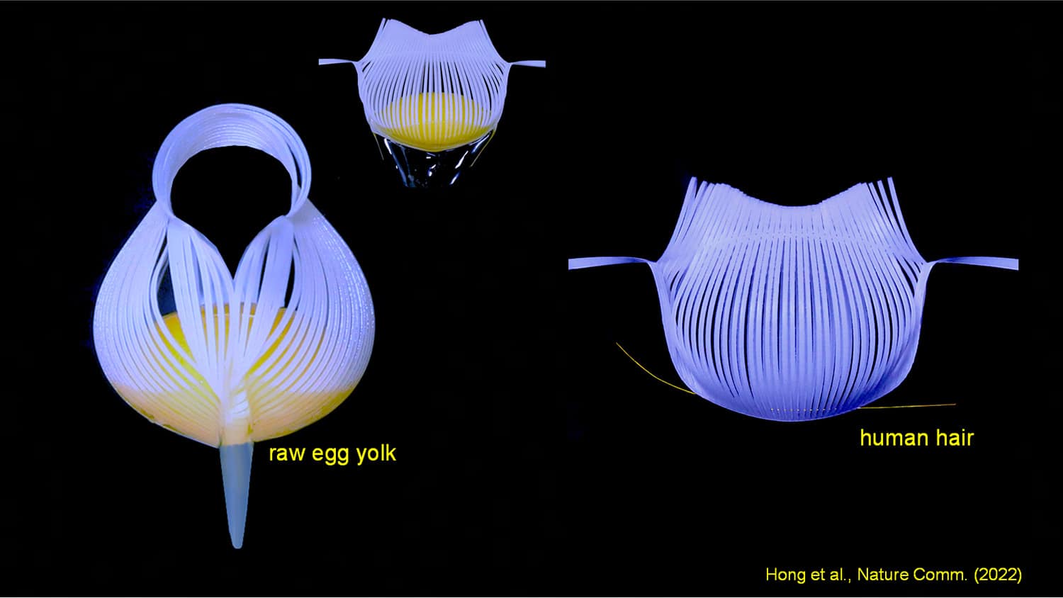 三张独立的图片显示了一个夹住蛋黄的装置