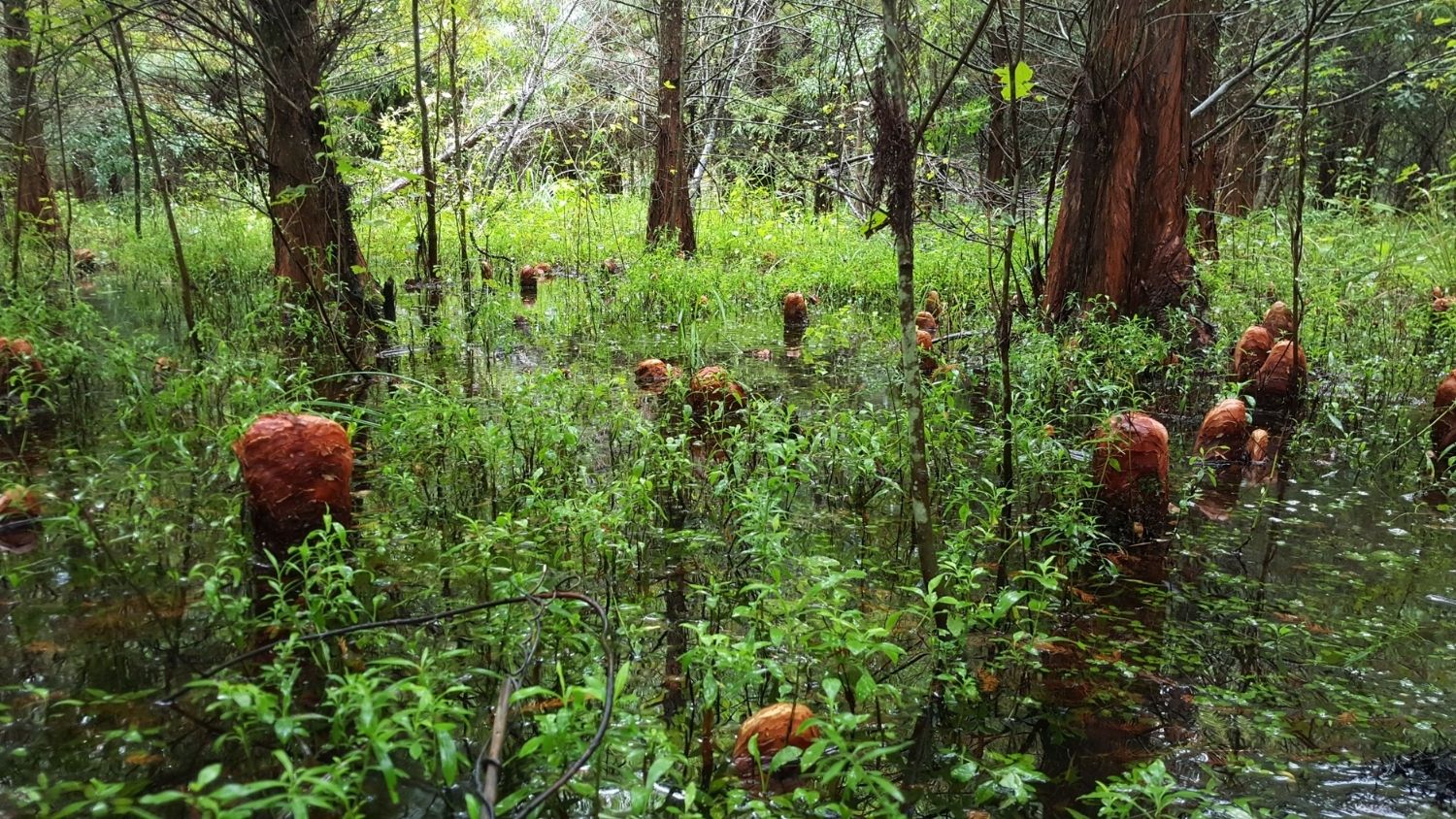 研究人员正在研究北卡罗来纳州的幽灵森林。