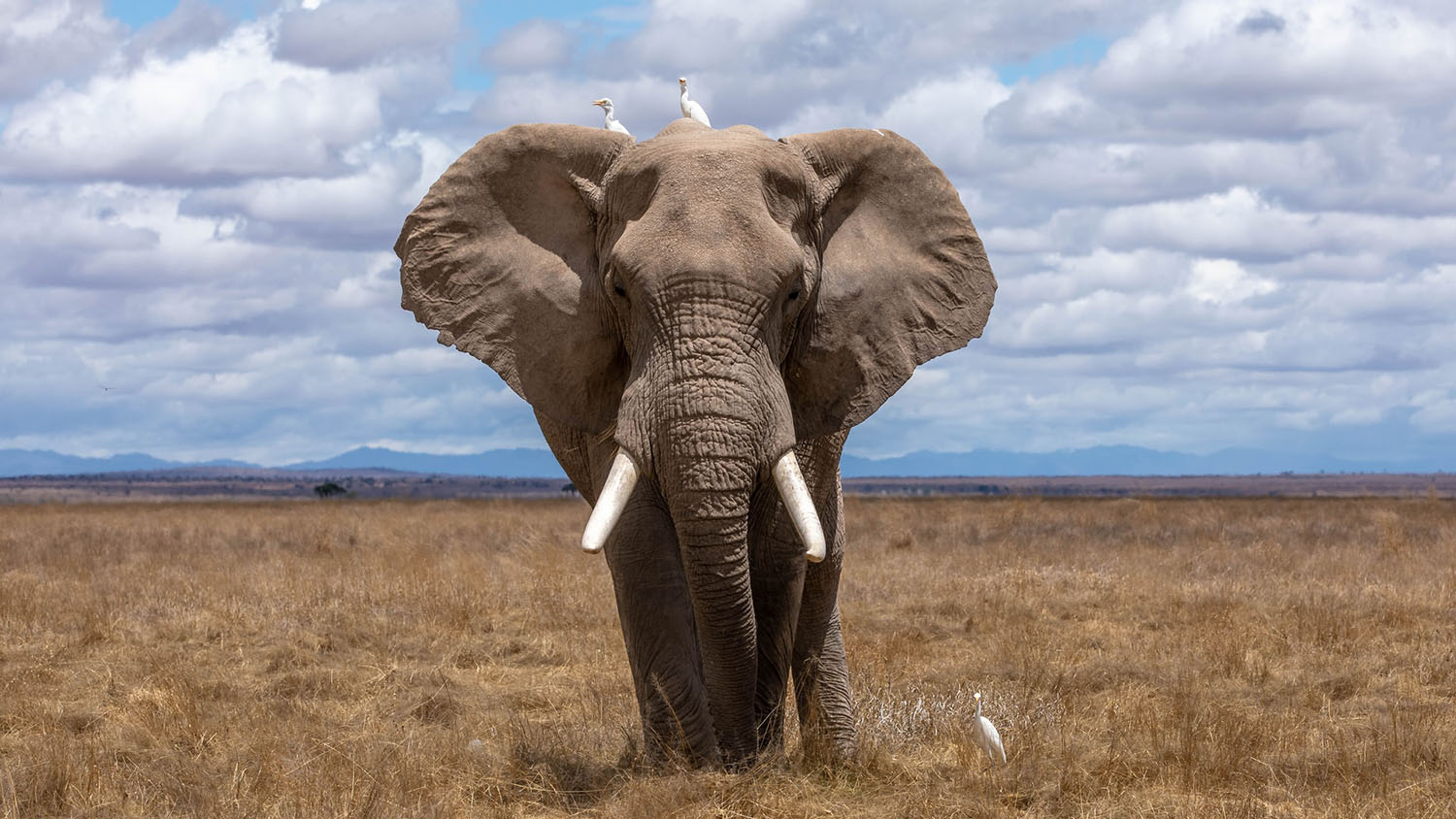 站立在大草原的非洲大象面对相机头