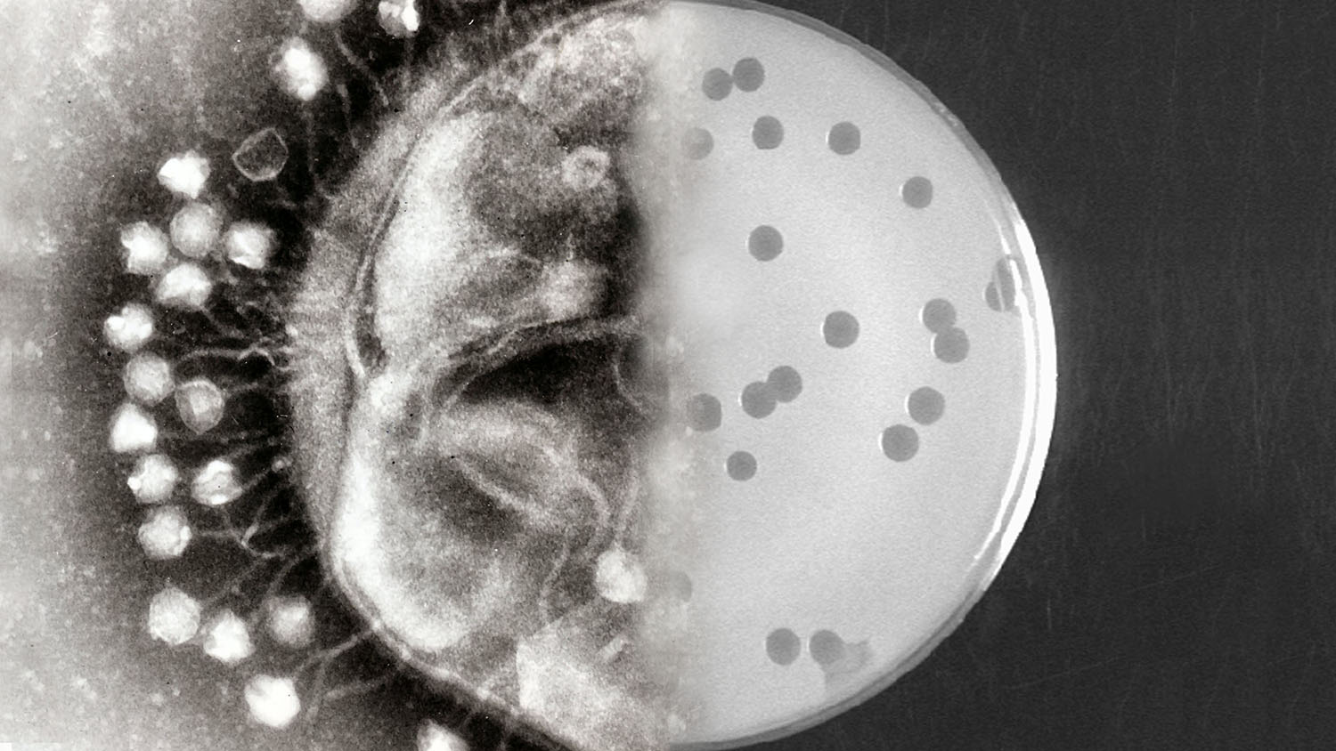 不同放大倍数的噬菌体(附着在细菌细胞壁/培养皿中)。