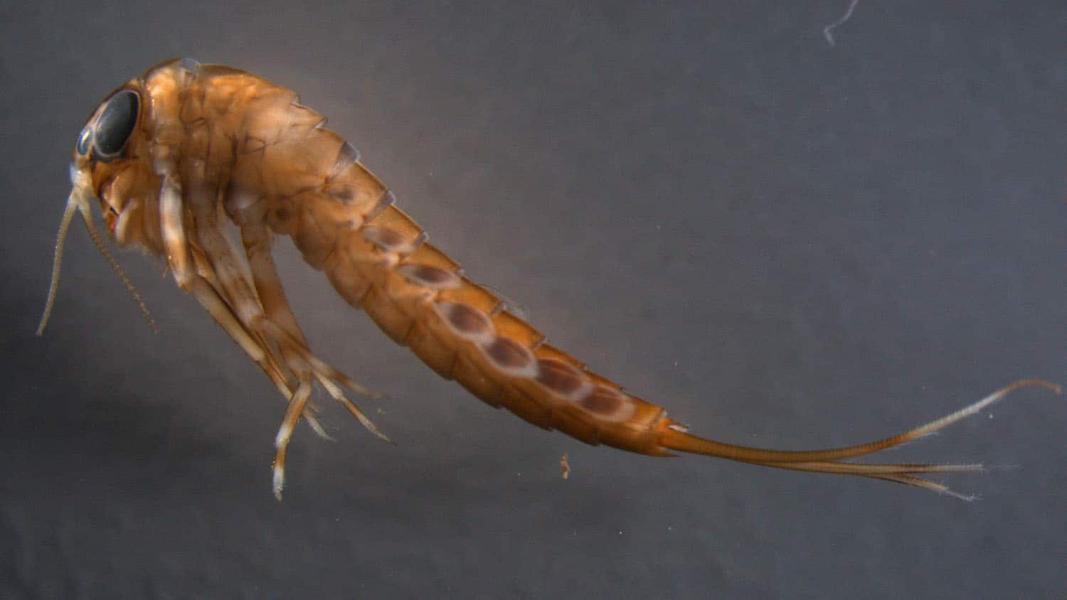 photo shows a large-eyed larva that resembles some sort of alien spaceship