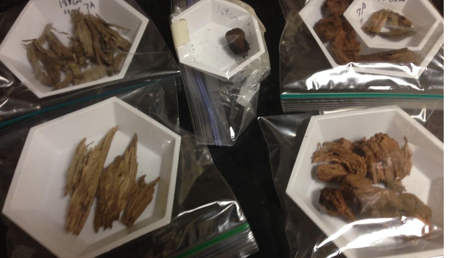 Wood samples used in carbon dating