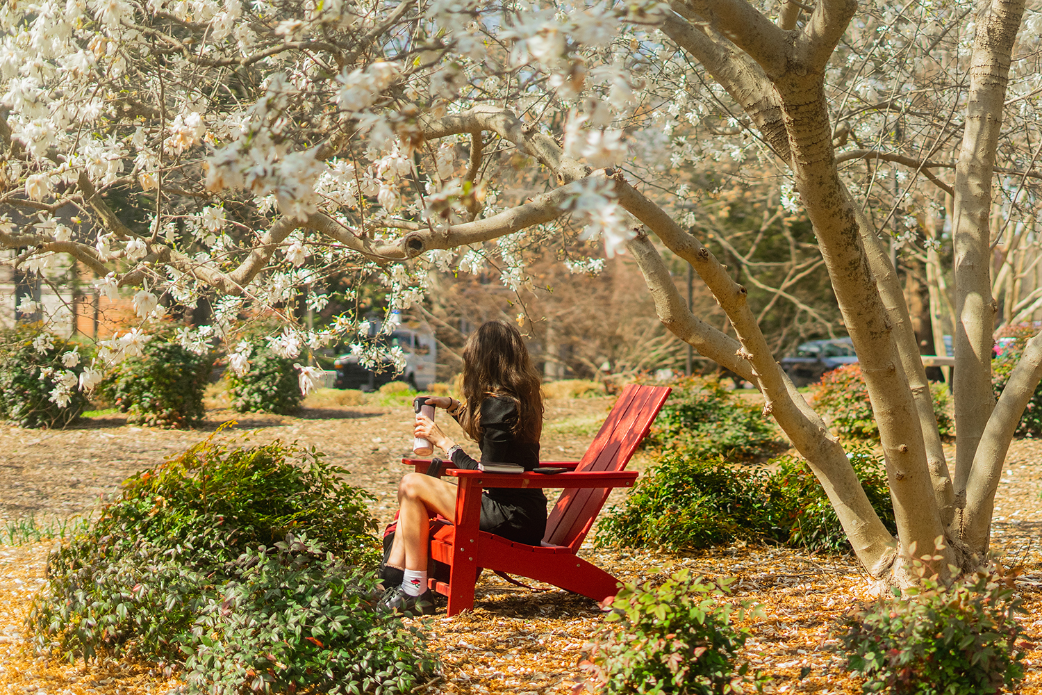 A student sits on a red chair under a blossoming tree.