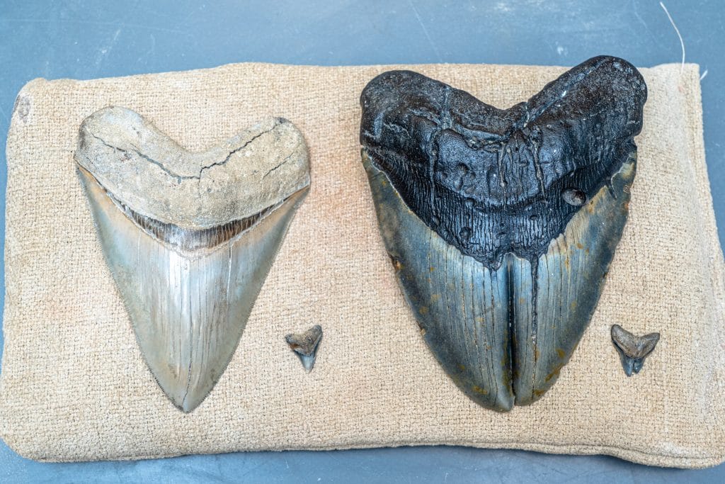 O. megalodon teeth