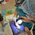 学生在格雷格·勒瓦巴特（Greg Lewbart）教授监督时切开切口。