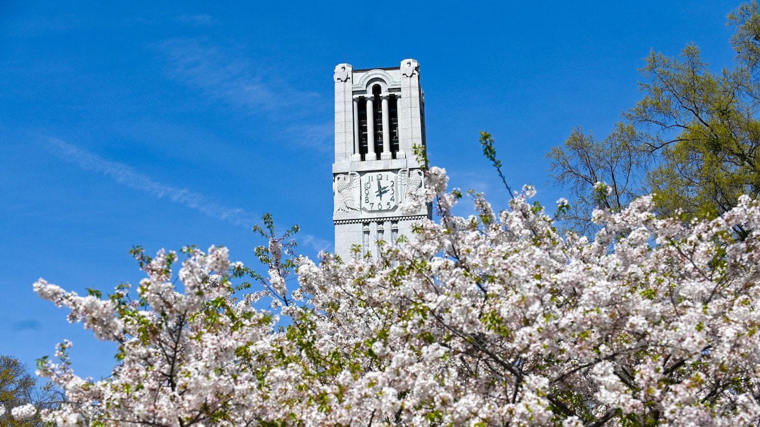 北卡罗来纳州立大学钟楼 由春花树搭建