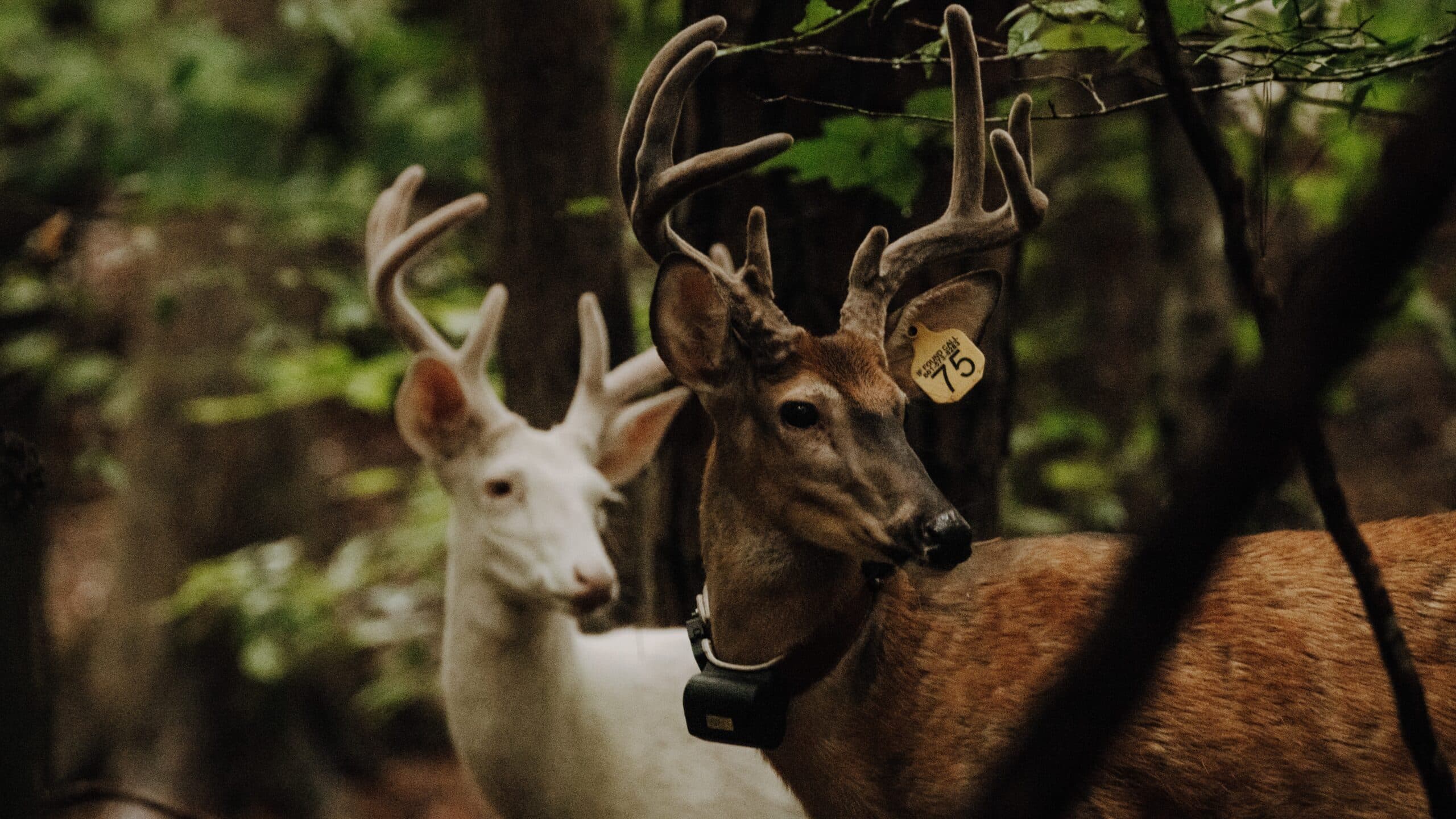 三角鹿正在研究中