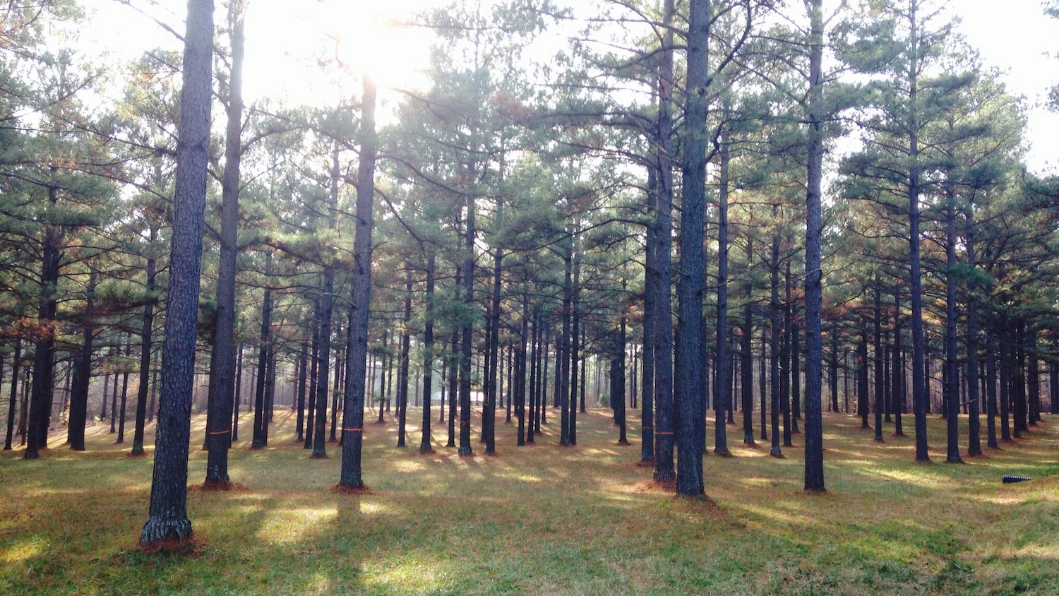 申克森林的种子园