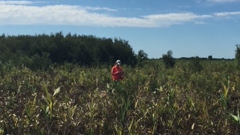 北卡罗来纳州湿地