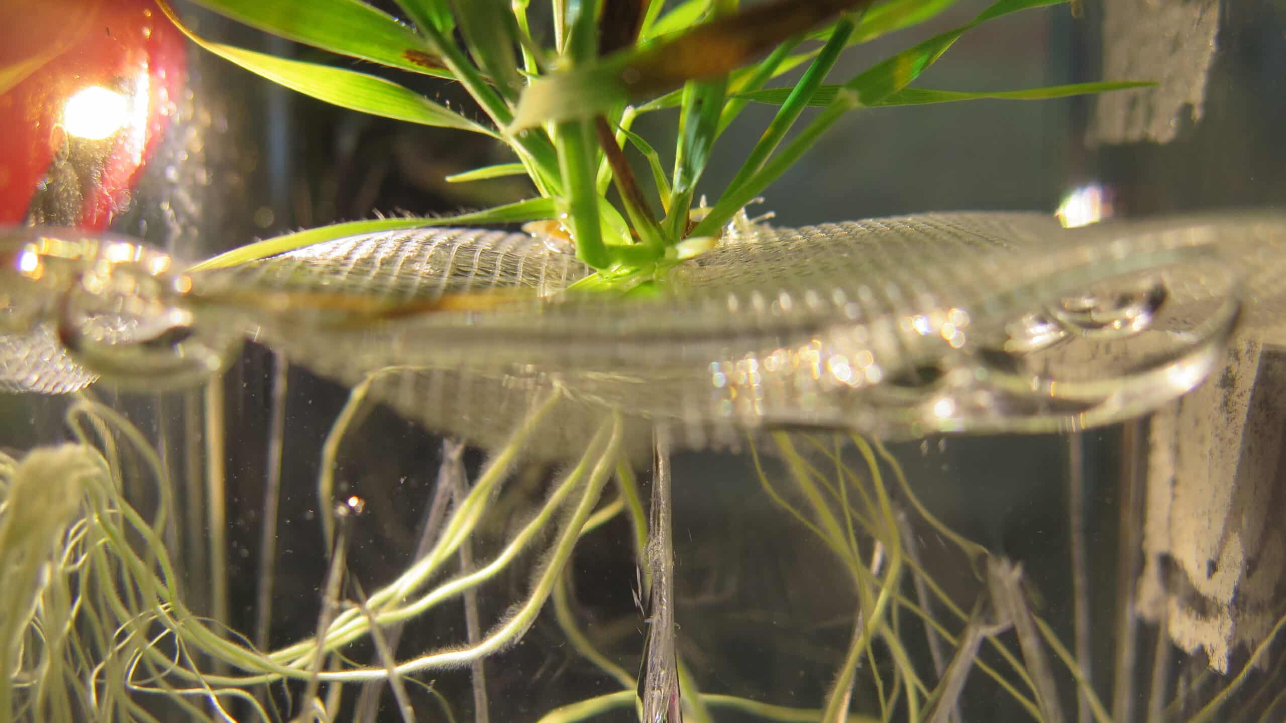 植物和根的照片在一个生态