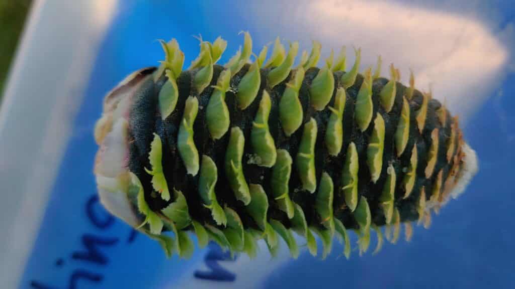 弗雷泽冷杉松果