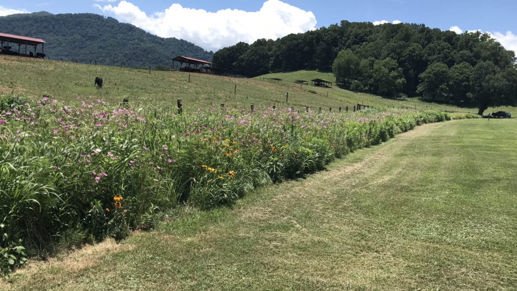Pollinator habitat in western North Carolina.