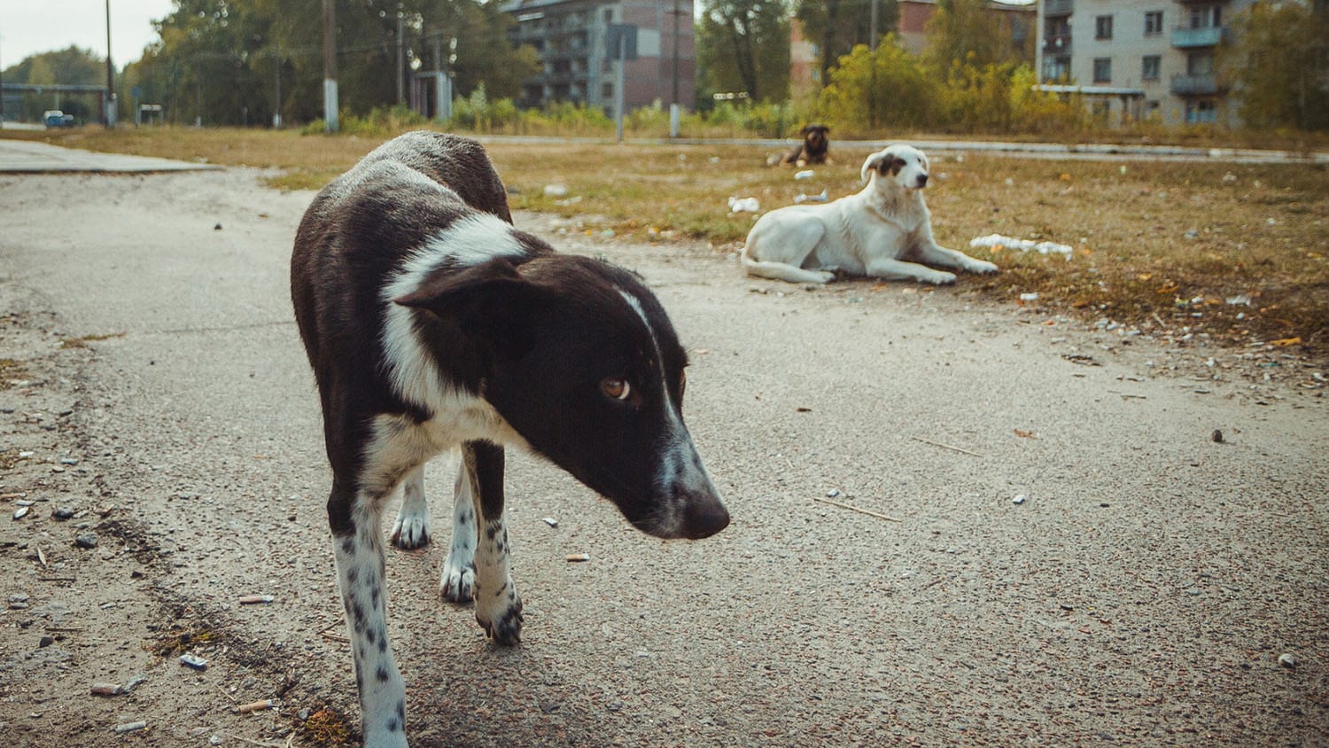 切尔诺贝利的狗