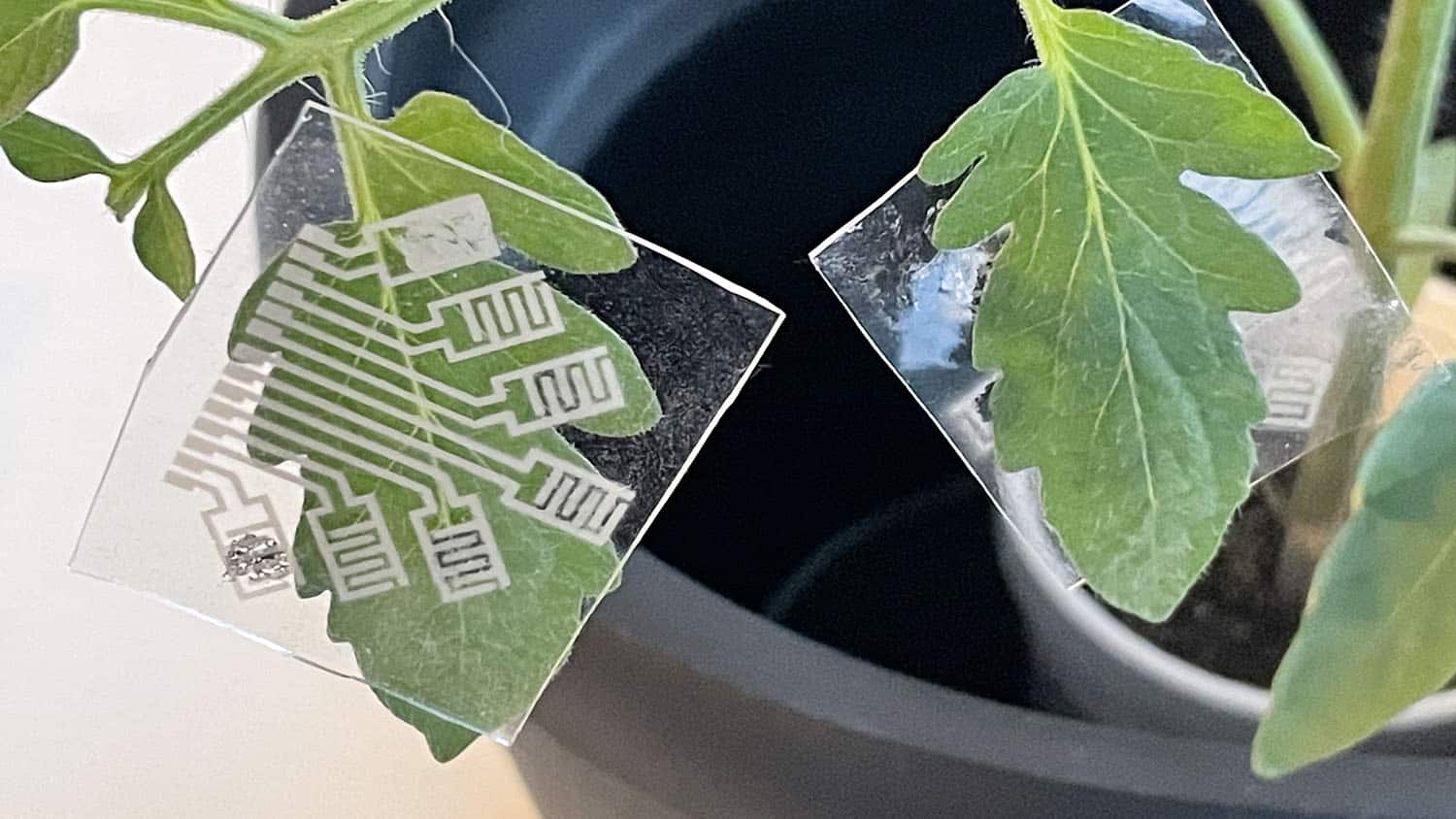 图为附着在番茄叶片上的电子贴片