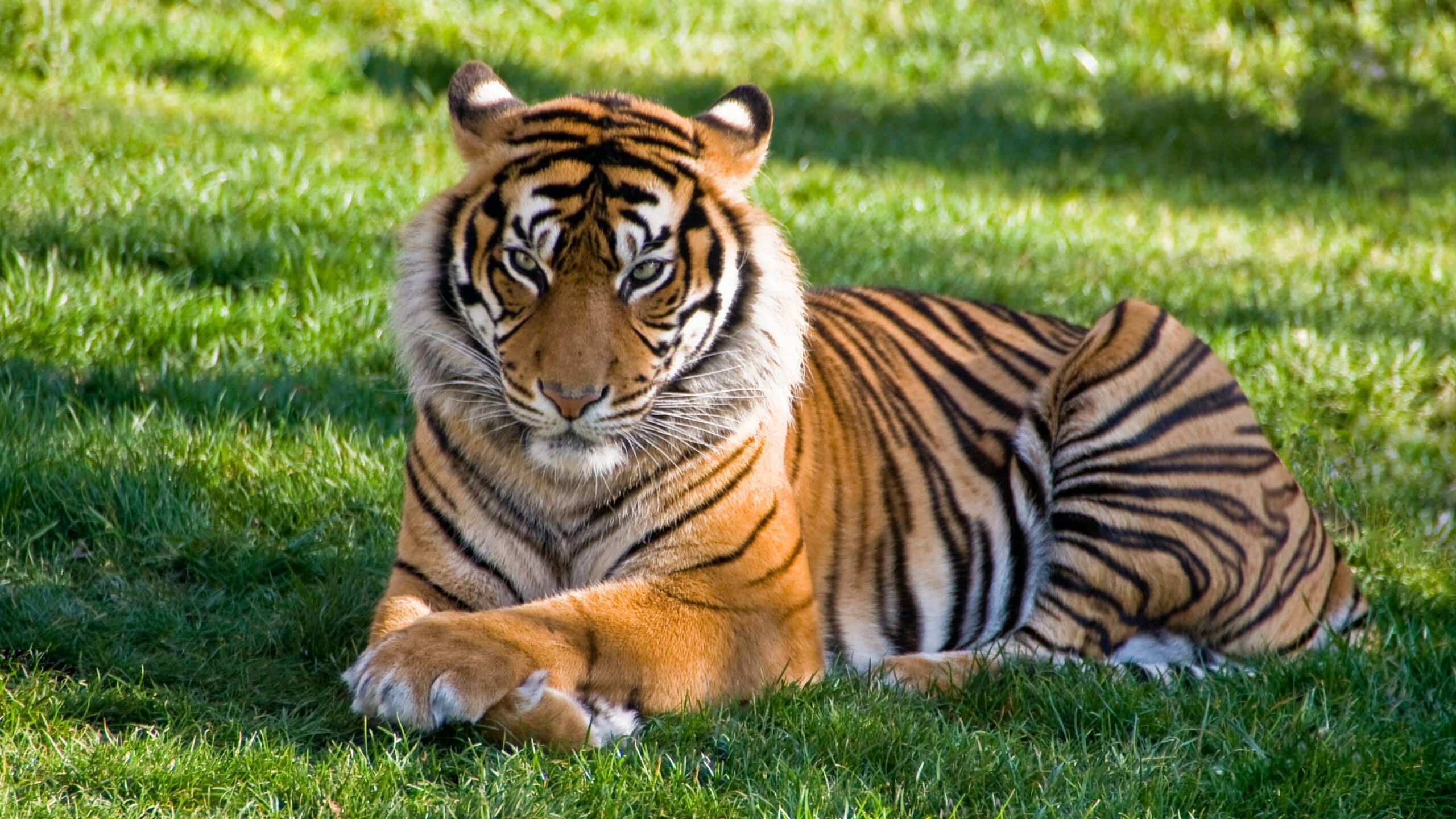 Tiger on green grass