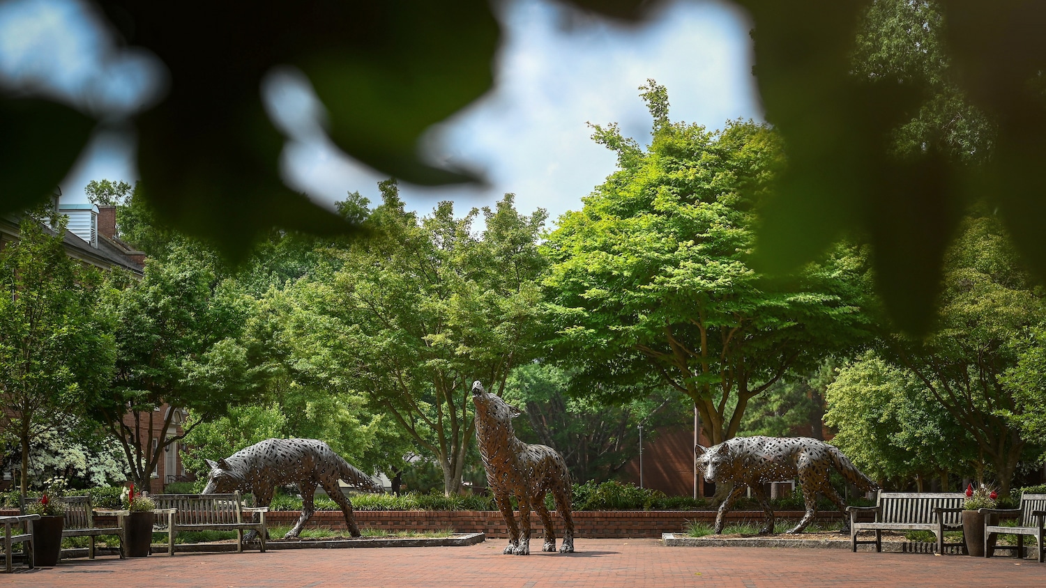 沃尔夫广场的铜狼通过Talley学生会附近的树看到