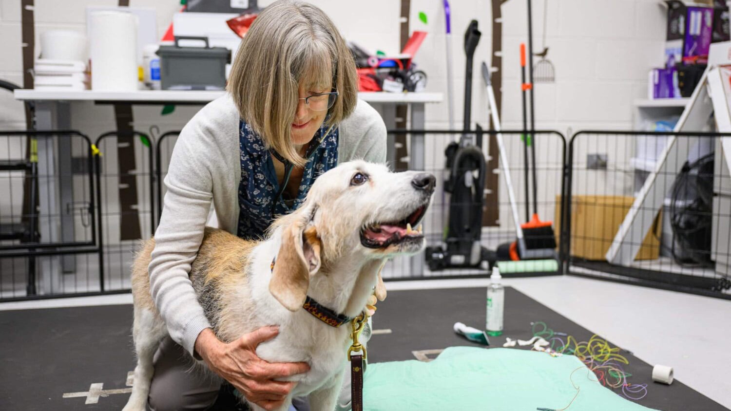 Natasha-Olby-NC State Vet-School-working-In-Clinical-Trial-for-Dogs