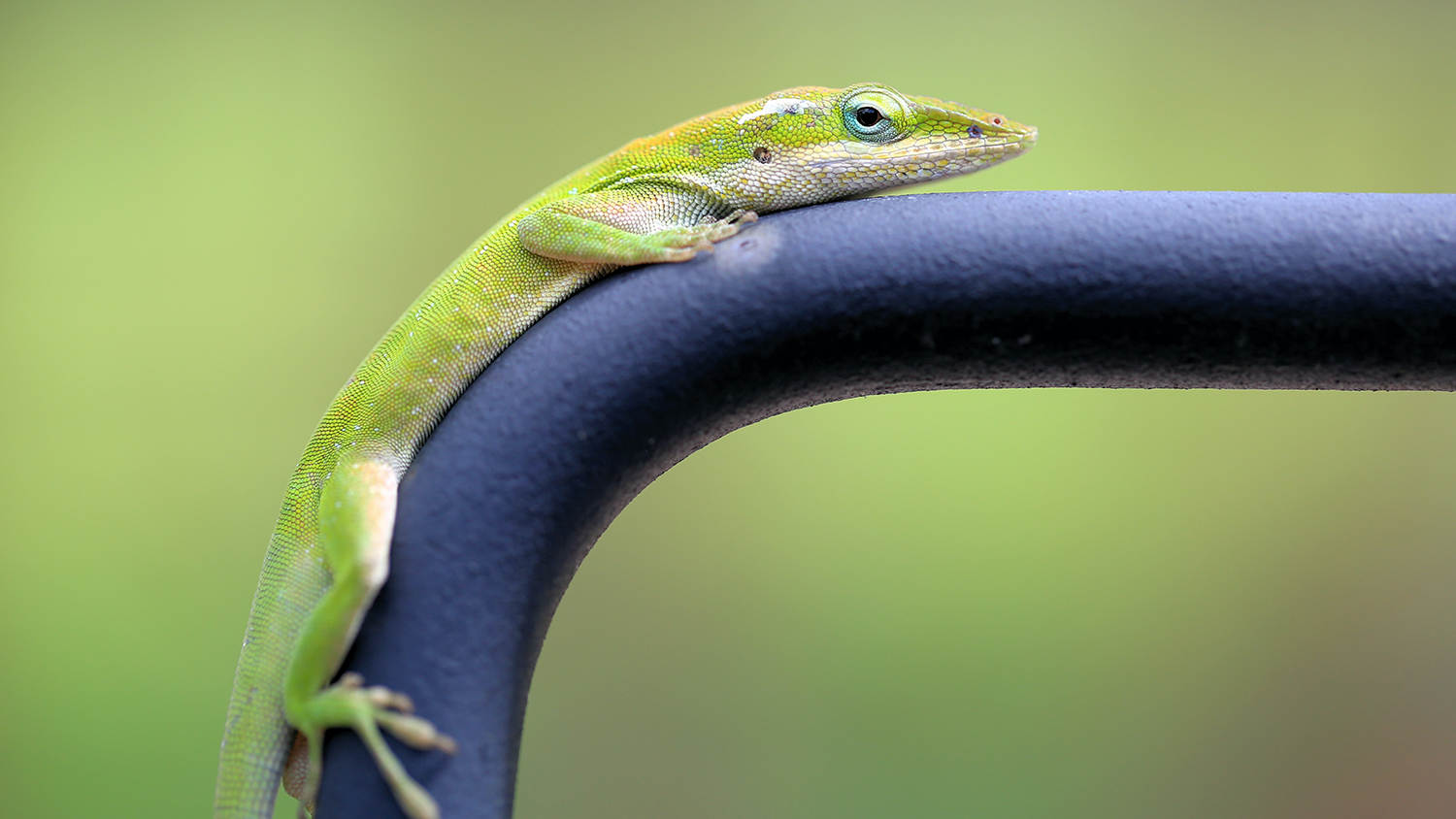 Anole on a pole