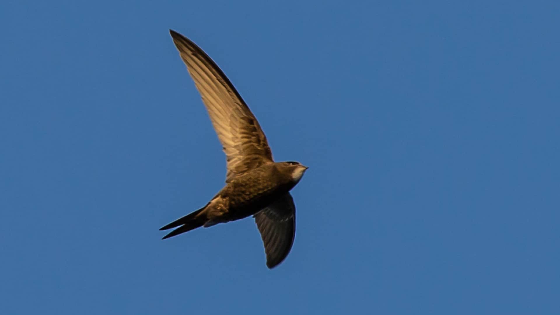 European Swift